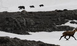 Munzur Dağı’nda boz ayıdan kaçan dağ keçileri görüntülendi