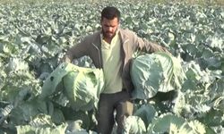 Muş’ta lahana hasadı: 30 kiloya kadar ulaşıyor