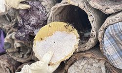 2047 rakımlı dağda kara kovan balı hasadı