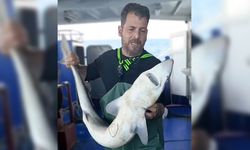 Ağa takılan köpekbalığı denize bırakıldı