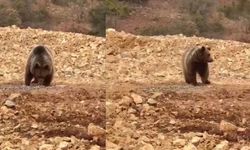 Ayıya hamsi ziyafeti verdiler