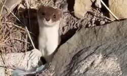 Beyaz gelincik şehir merkezinde görüntülendi