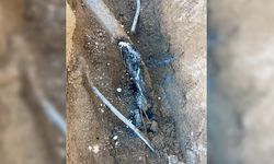 Dicle Elektrik: “Yeraltı kabloları delinerek kaçak hat çekiliyor”