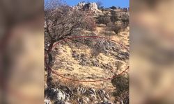 Diyarbakır'da dağ keçileri sürü halinde görüntülendi