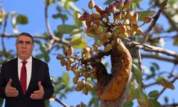 Diyarbakır 'yeşil' altında kar etti