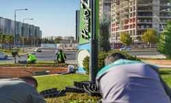 Diyarbakır’da 10 bin kış çiçeği dikildi