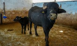 Diyarbakır'da embriyo transferi: Dicle, Hevsel’i doğurdu