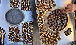 Diyarbakır’da kestane sezonu açıldı