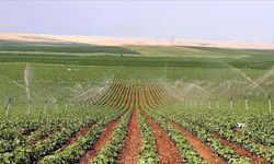 Diyarbakır’da milyonluk tarla icradan satışa çıkarıldı