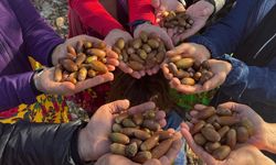 Diyarbakır’da palamut projesi