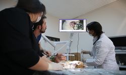 Diyarbakır'da "can dostlar"a ağız ve diş tedavisi hizmeti