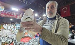 Elazığ'da köpek balığı ilgi odağı oldu