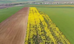 Fiyatı gören şaka zannedecek: Diyarbakır'da 18 dönüm alan bu rakama satılacak