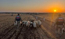 Jandarmadan koyun operasyonu!