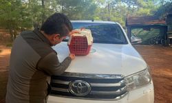 Yasadışı Kınalı Keklik satışına ceza