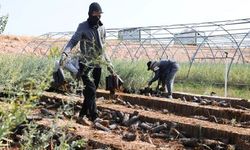 Mardin'de 2 milyon tuz çalısı fidanı üretildi