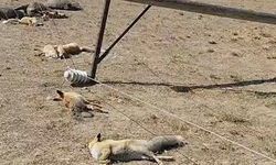 Van'da devrilen enerji hattı, yaban hayvanlarını telef etti