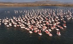 Van’da Flamingoların görsel şöleni