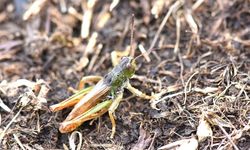 Yeni bir çekirge cinsi keşfetti