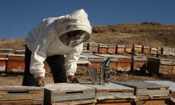 Adıyaman'da bu sezon 650 ton bal üretimi