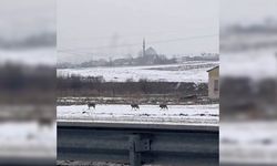 Aç kalan kurt sürüleri kent merkezine indi
