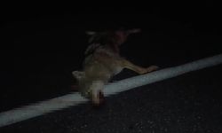 Aracın çarptığı kurt telef oldu