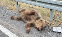 Ayıya araba çarptı