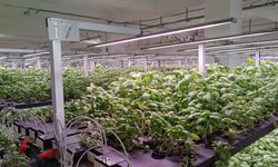 Batman'da topraksız 30 milyonluk tarım yatırımı