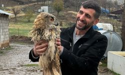 Kanadı kırık baykuş tedaviye alındı