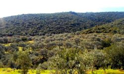 Bismil’de milyonluk arazi satılığa çıktı