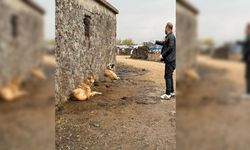 Diyarbakır’da sokak hayvanlarına kuduz aşısı!