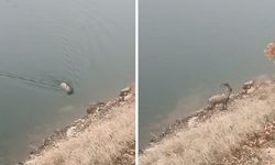 Dağ keçisi baraj gölünde yüzerken görüldü