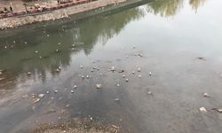 Dicle Nehri’nde su seviyesi düştü ve kirlendi: DİSKİ açıklama yaptı