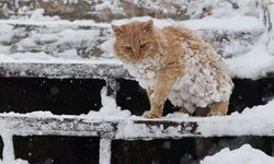 Diyarbakır’da can dostlarımızı unutmayın!