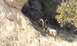 Diyarbakır’da Gelincik Dağı’nda görüntülendiler