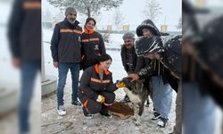 Diyarbakır’da sokak hayvanları için seferberlik