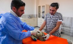 Diyarbakır'daki merkez yaban hayvanlarının umudu oldu