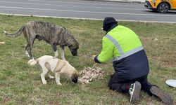 Diyarbakırlı hayvanseverden örnek davranış