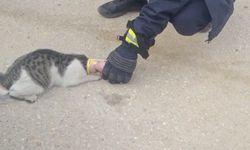 Başı konserve kutusuna sıkışan kediyi itfaiye kurtardı