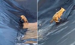 Boş havuza düşen kurt 2 saat çabaladı