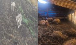 Kurtlar ahıra daldı: Koyunlar telef oldu