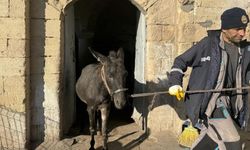 Mardin'in 'kadrolu' eşekleri emekli oluyor!