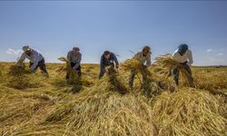 Diyarbakır'da volkanik Karacadağ pirincine büyük talep!