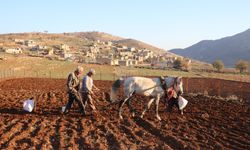 Tescilli coğrafi işaretli sarımsak ekimine başlandı
