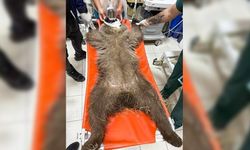 Tunceli’de ayı yavrusu yaralandı. Mermi çekirdeği balistiğe gönderilecek