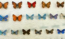 Van'da kelebek koleksiyonu