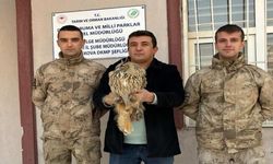 Yüksekova'da yaralı boynuzlu baykuş bulundu