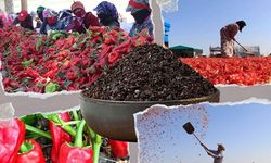 95 ülkeye 14,1 milyon dolarlık pul biber ihracatı