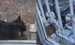 Aç kalan sincaplar pencerelere misafir oldu