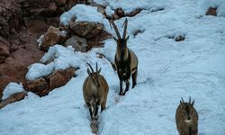 Adıyaman'da dağ keçilerini güvenlikçiler elleriyle besledi